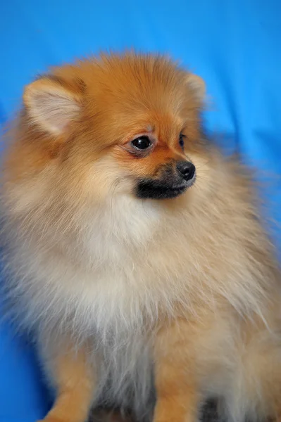 Cão da Pomerânia — Fotografia de Stock