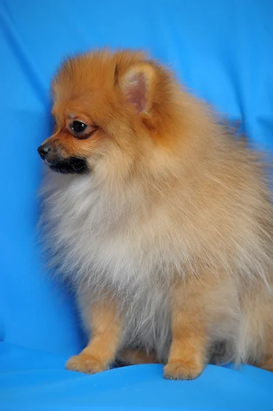 Perro de Pomerania — Foto de Stock