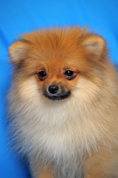 Cão da Pomerânia — Fotografia de Stock