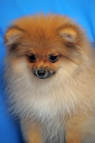 Pomeranian hund — Stockfoto