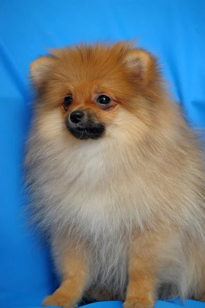 Cão da Pomerânia — Fotografia de Stock