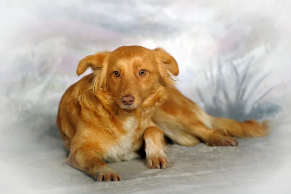 スタジオでの冬の背景にかわいい赤犬. — ストック写真