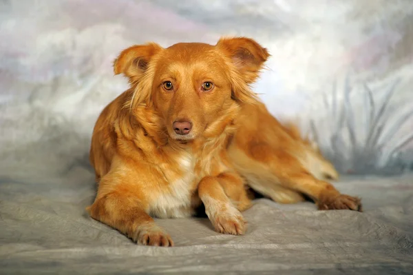 Söta röda hund på vintern bakgrund i studio. — Stockfoto