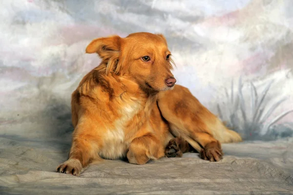 Söta röda hund på vintern bakgrund i studio. — Stockfoto