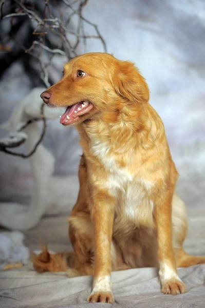 Симпатичная рыжая собака на зимнем фоне в студии . — стоковое фото