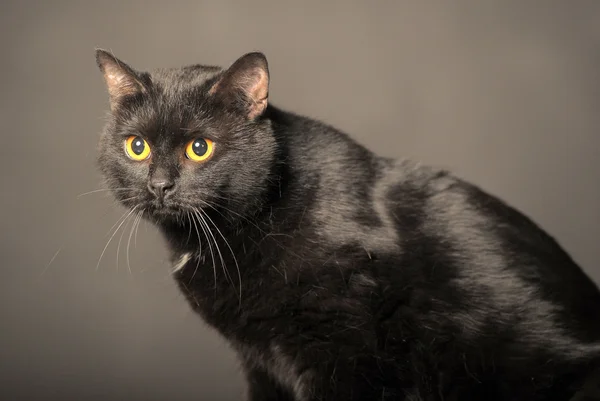 Gato negro — Foto de Stock