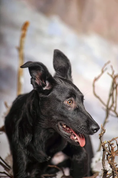 Svart hund — Stockfoto