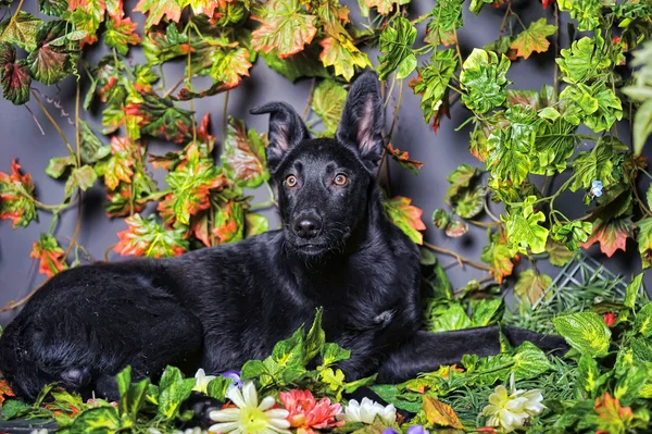 Hund im Laub — Stockfoto
