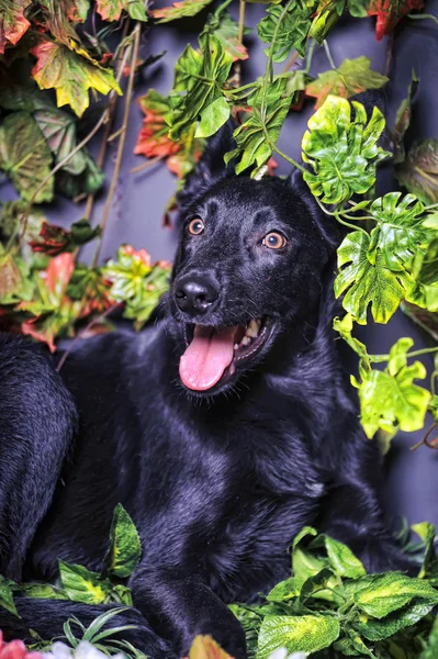 Pies w liści — Zdjęcie stockowe