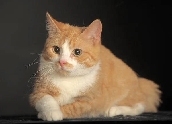 Ginger Cat sobre fundo escuro. Retrato animal . — Fotografia de Stock