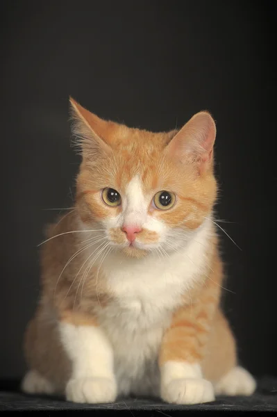 Ginger Cat sobre fondo oscuro. Retrato animal . — Foto de Stock