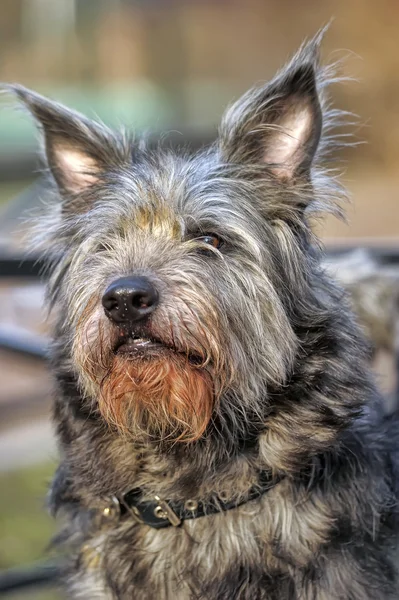 Mongrel terrier crossbreed — Stock Photo, Image