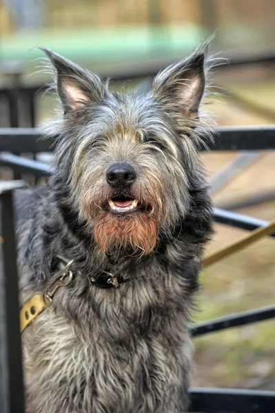 Melez terrier azman — Stok fotoğraf