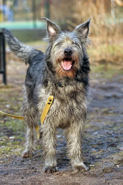 Mongrel terrier crossbreed — Stock Photo, Image