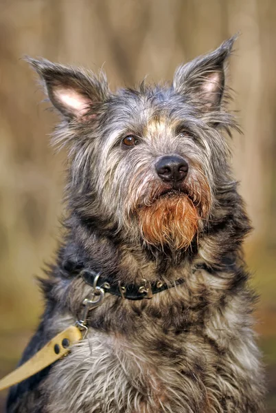 Blandras terrier blandras — Stockfoto