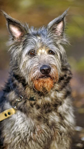 Mongrel terrier crossbreed — Stock Photo, Image