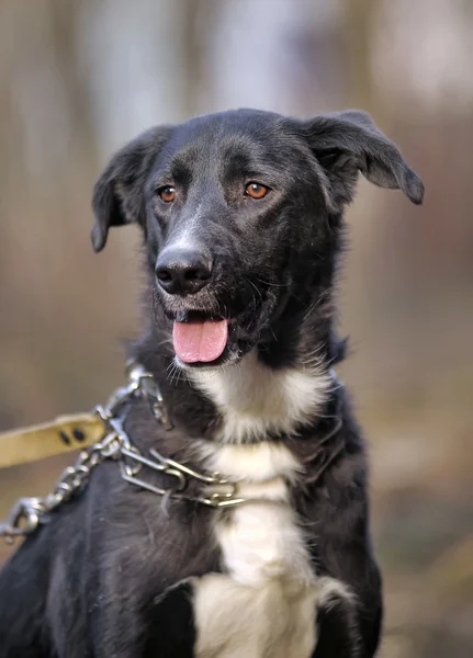 Black and white crossbreed dog purebred — Stock Photo, Image