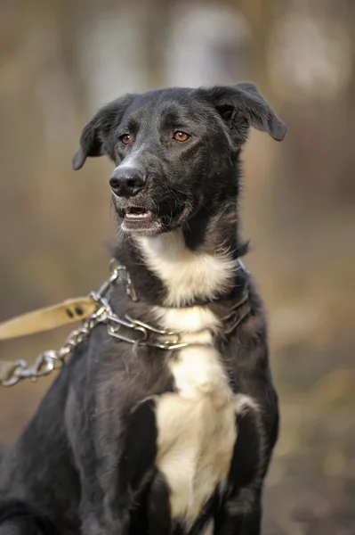 Black and white crossbreed dog purebred — Stock Photo, Image