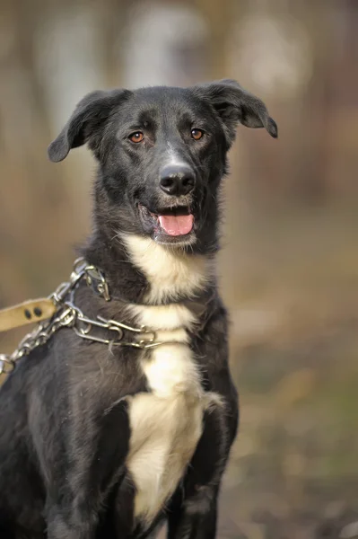 Bianco e nero incrocio cane di razza pura — Foto Stock