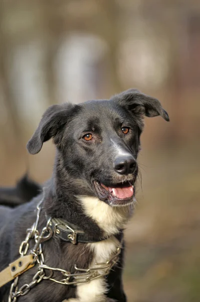 Чёрно-белая скрещенная собака — стоковое фото