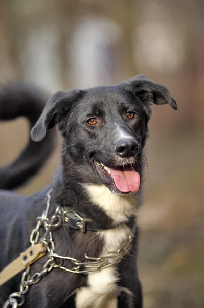 Svart och vitt korsningen hund renrasig — Stockfoto