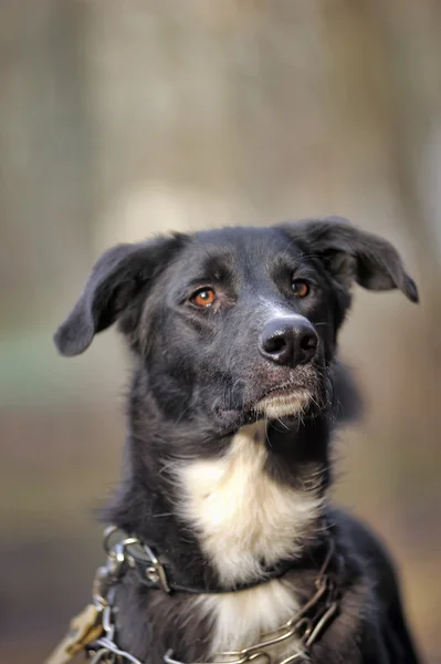 Schwarz-weißer Mischlingshund reinrassig — Stockfoto