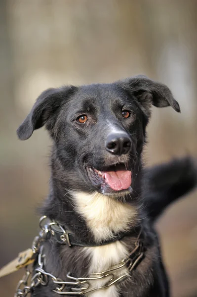 Чёрно-белая скрещенная собака — стоковое фото