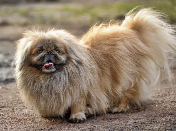 Pekinese-Hund — Stockfoto