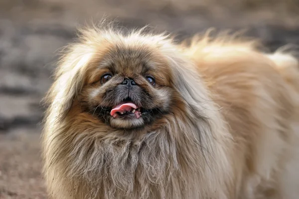 Pekingesisk hund — Stockfoto