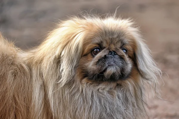 Cão pekingese — Fotografia de Stock