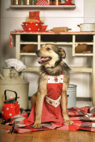 台所で犬のシェフ. — ストック写真