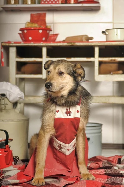 台所で犬のシェフ. — ストック写真