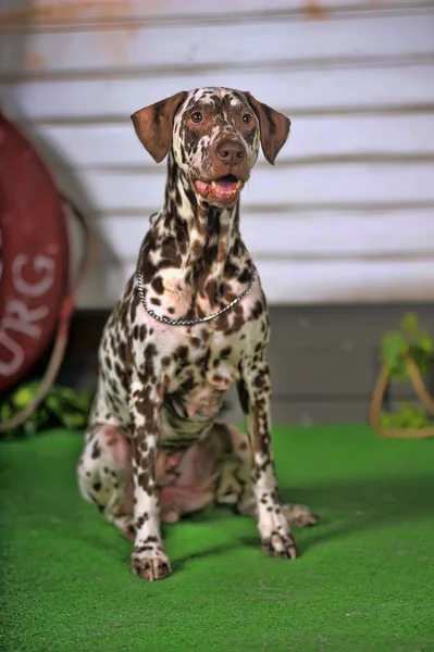 Porträt eines niedlichen kleinen Dalmatinerhundes in Großaufnahme. — Stockfoto