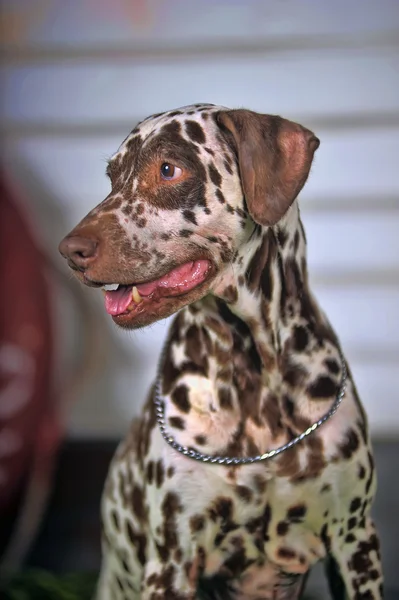 Portre sevimli küçük Dalmaçyalı köpeğin içinde yakın çekim. — Stok fotoğraf