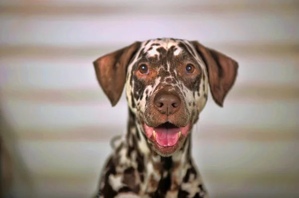 Portret van een schattige kleine Dalmatische hond in close-up. — Stockfoto