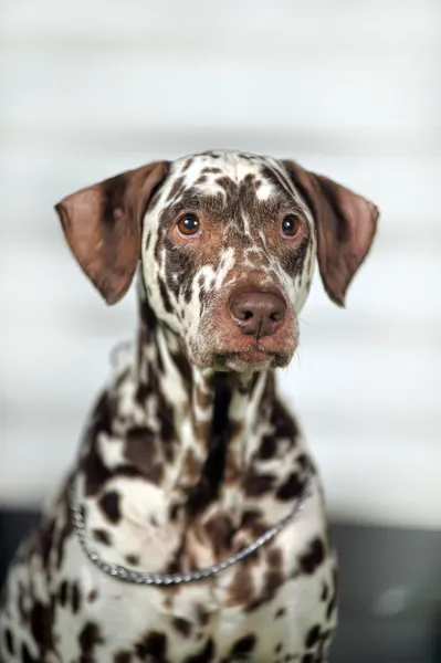 Portre sevimli küçük Dalmaçyalı köpeğin içinde yakın çekim. — Stok fotoğraf