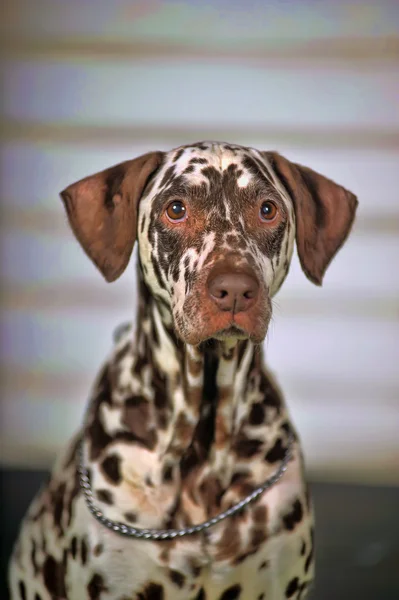 Portret van een schattige kleine Dalmatische hond in close-up. — Stockfoto