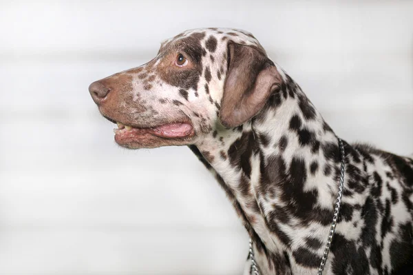 Retrato de um pequeno cão dálmata bonito em close-up . — Fotografia de Stock