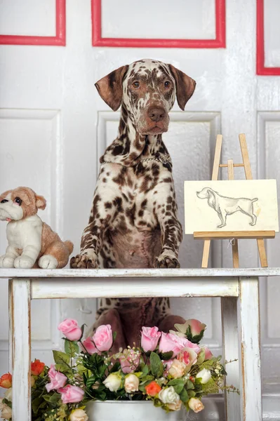 Retrato de un lindo perrito dálmata en primer plano . — Foto de Stock
