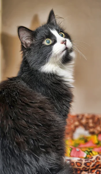 Carino gatto in bianco e nero — Foto Stock