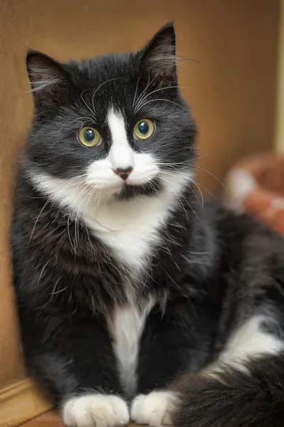 Симпатичный чёрно-белый кот — стоковое фото