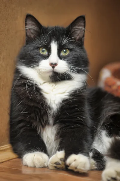 Lindo gato blanco y negro — Foto de Stock