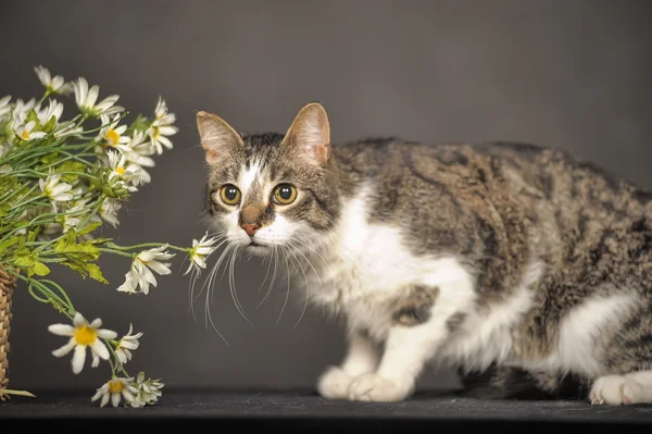 Ładny kot i kwiaty w studio — Zdjęcie stockowe