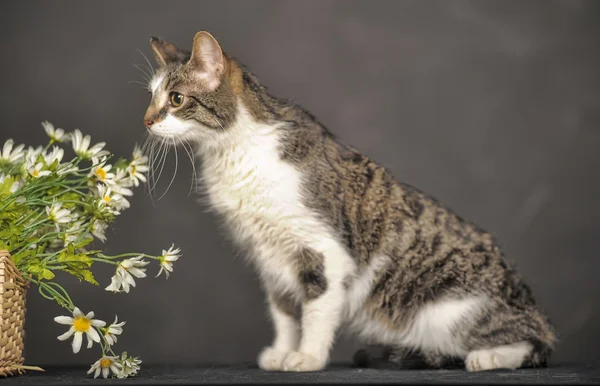 Lindo gato y flores en el estudio — Foto de Stock