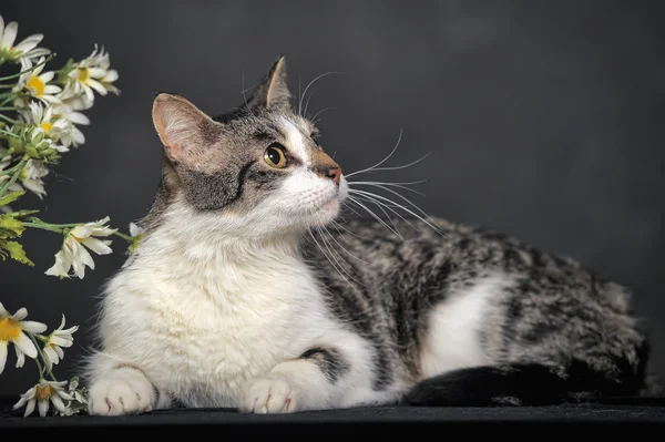 Cute cat and flowers in the studio — Stock Photo, Image