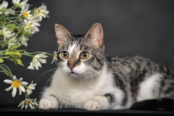 かわいい猫と、スタジオでの花 — ストック写真