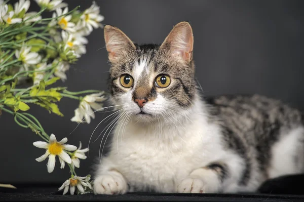 Cute cat a květiny v ateliéru — Stock fotografie