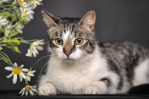 Cute cat and flowers in the studio — Stock Photo, Image