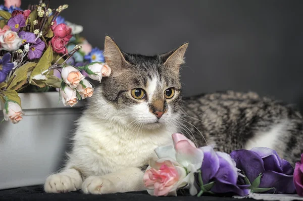 Söt katt och blommor i studion — Stockfoto