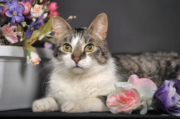 Cute cat a květiny v ateliéru — Stock fotografie